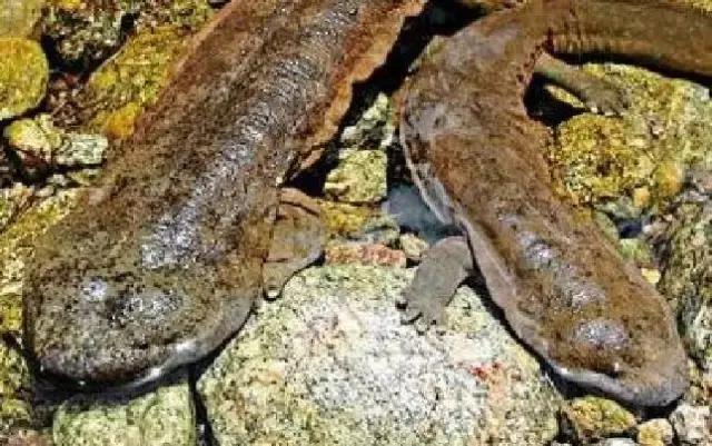 四川广元哪里最美,广元最惊艳的地方