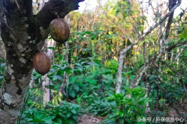 巧克力大厂采购毁林可可科特迪瓦雨林几乎被“吃光”