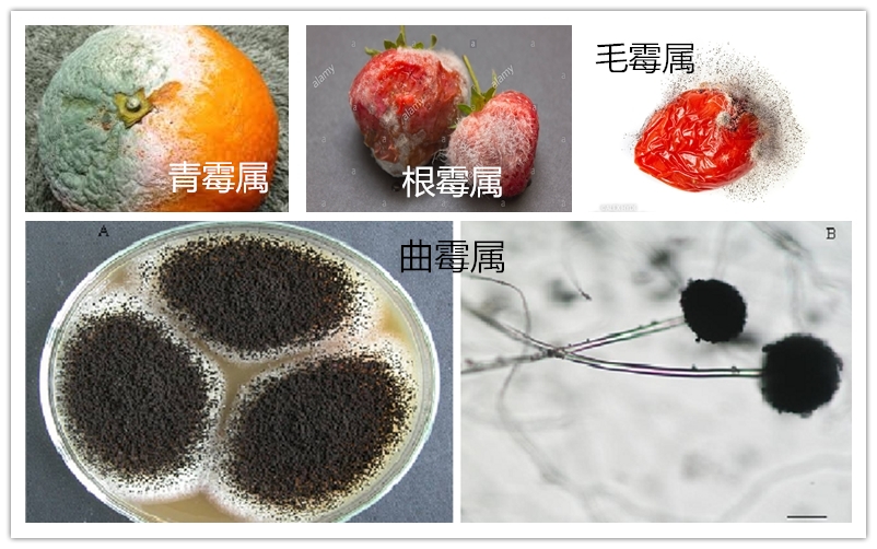 从有害生物的生活习性浅析有机粮食仓储技术