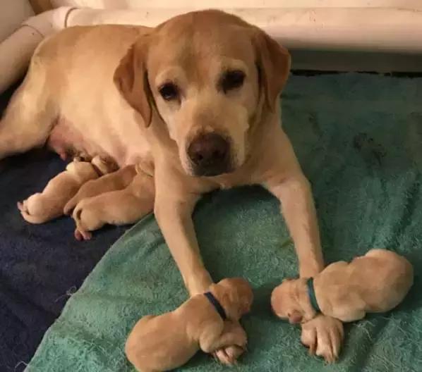 狗狗是怎么生小宝宝的,狗狗生宝宝急救常识大全集