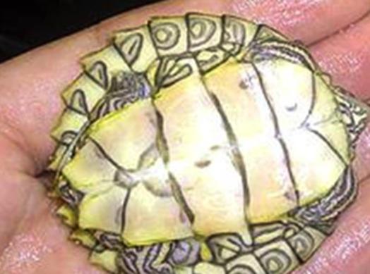 乌龟流貂蝉怎么玩,乌龟貂蝉