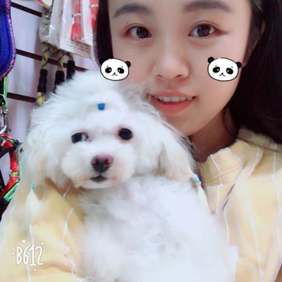 贵宾妈妈怀孕两个月依然没有生产，带去医院剖腹产后却是一场噩梦