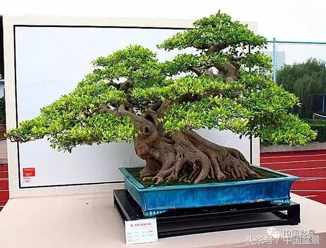 盆景收藏的前景,盆景收藏视频大全