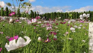 昆明捞鱼河公园万株野花如期绽放，国庆节踩烂2张共享单车也得去