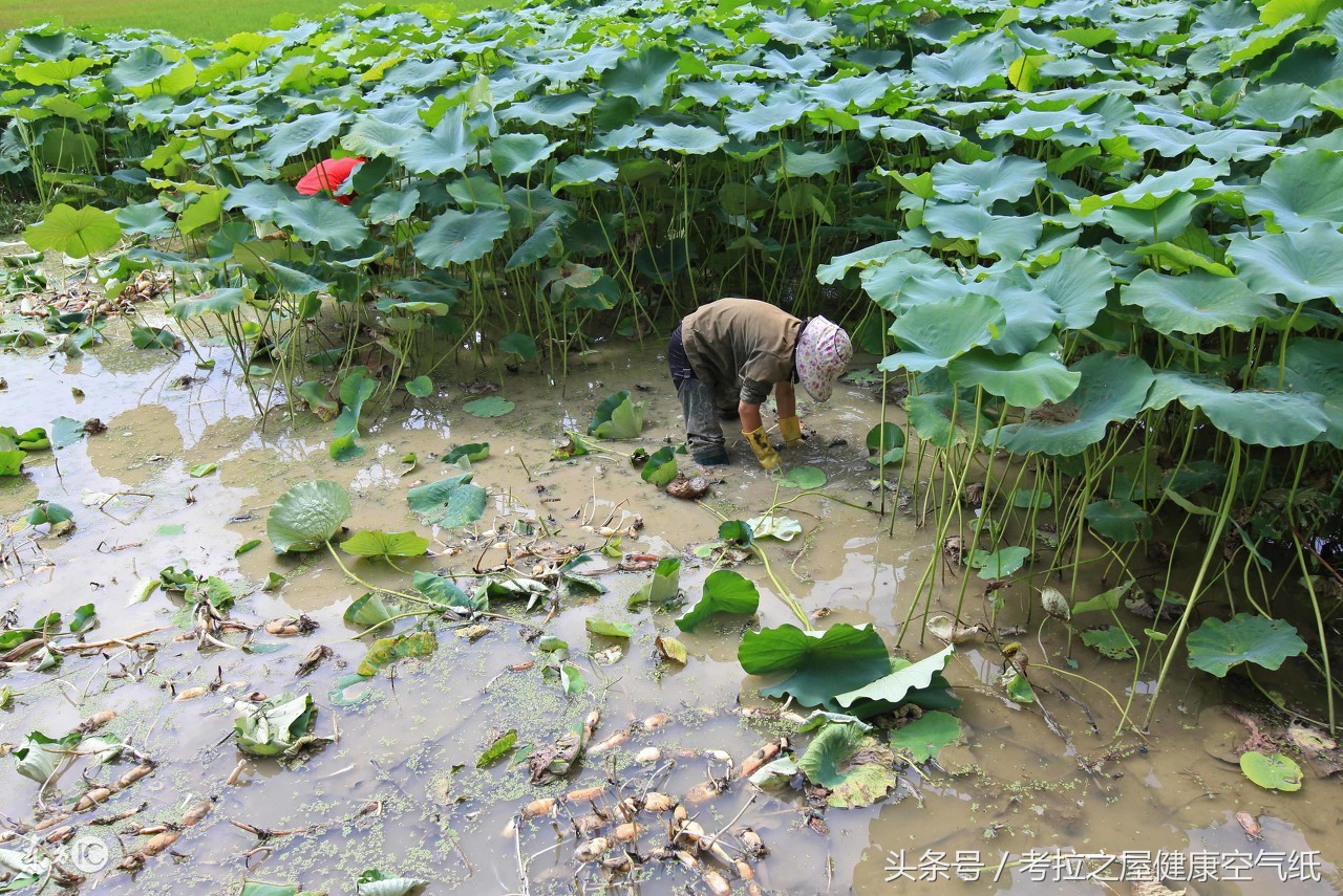 秋燥吃藕,秋季口干舌燥无味怎么办