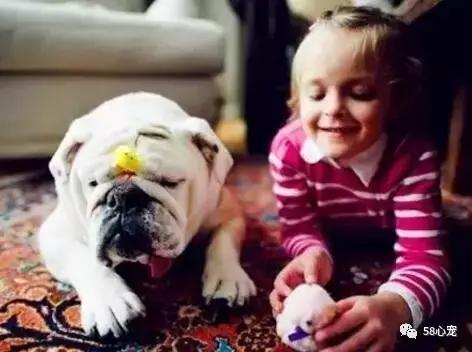 一梦谈狗:英牛那么丑,价格又贵,为什么还有那么多人养?