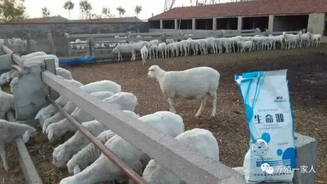 今年养羊是亏还是赚,倒羊和养羊哪个更赚钱