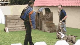 一梦谈狗：英牛那么丑，价格又贵，为什么还有那么多人养？