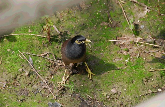 小八哥说话用捻舌头吗,八哥要捻舌头才会说话吗