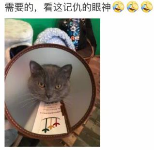 网友家猫主子绝育后的反应，以及绝育准备和护理知识