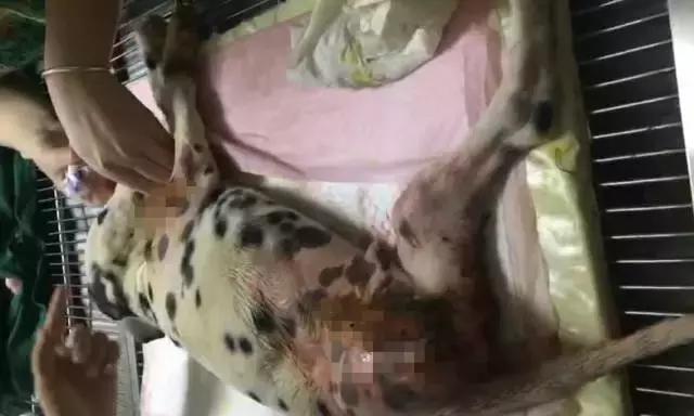 我们用镜头记录生活,记录流浪狗真实生活