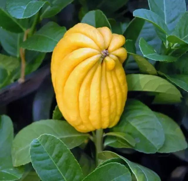 佛手柑果的栽培和管理,佛手柑管理方法