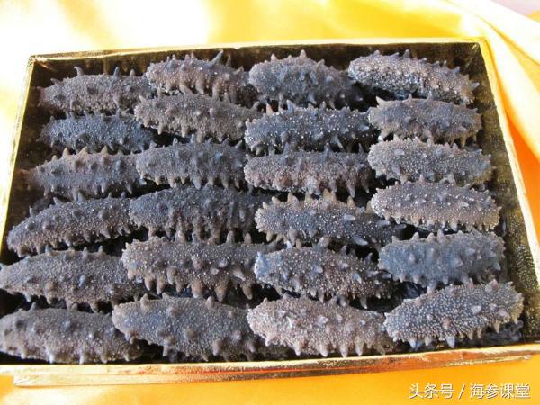 青岛韩国野生海参,纯野生海参韩国