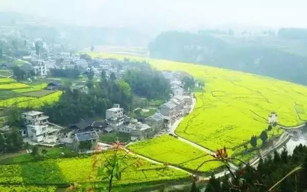 凤冈遵义茶,贵州遵义凤冈锌硒茶