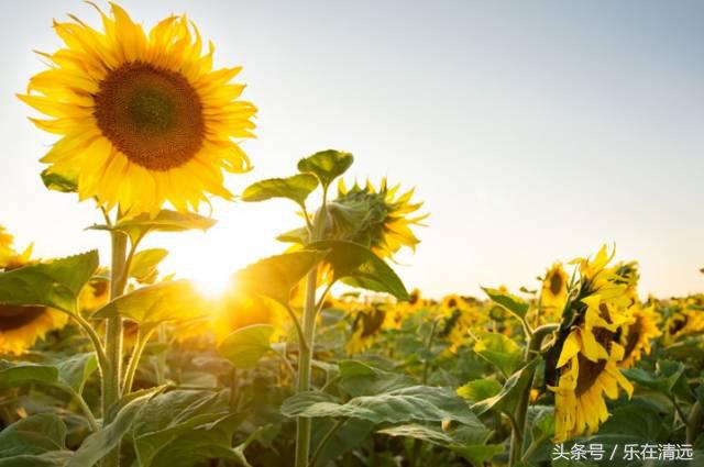 聚美金沙滩团购,聚美金沙滩门票收费吗