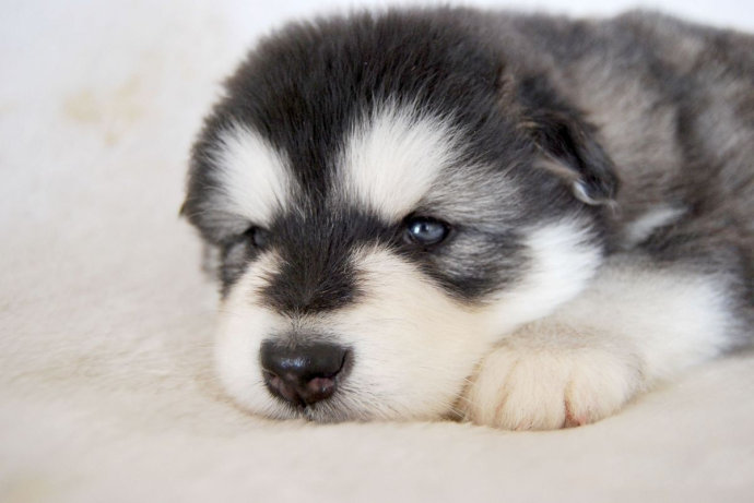 阿拉斯加犬叫什么名字比较好,世界名犬阿拉斯加