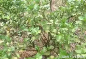 致命的小黑点!一旦染上这种病,柑橘彻底毁容,果农收入减半