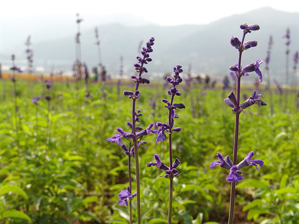 开在秋季的紫藤花,开在秋天的花卉有什么品种