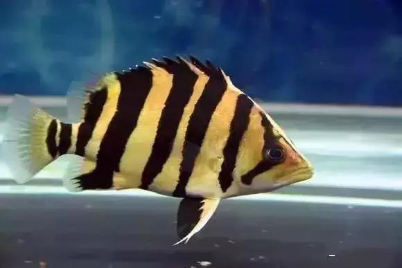 家装水景鱼缸造型全景,家居水景大号