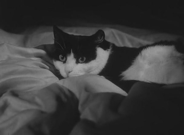 可爱猫咪动画片有哪些,十大可爱的猫咪动画片