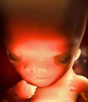 生命的由来胚胎发育全过程动画,生命发育的过程