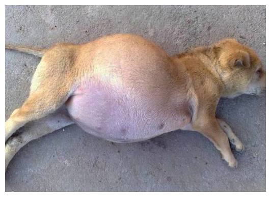 小土狗一动不动奄奄一息四肢无力,土狗怀孕小狗死肚子里了