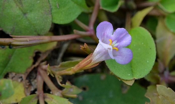 开在秋季的紫藤花,开在秋天的花卉有什么品种