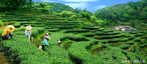 安溪铁观音茶发源地,安溪铁观音是哪个省份的名茶