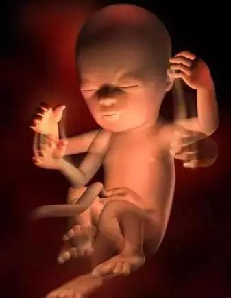 生命的由来胚胎发育全过程动画,生命发育的过程