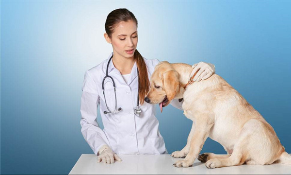 萨摩耶被小马犬咬,家养的萨摩耶会得细小吗