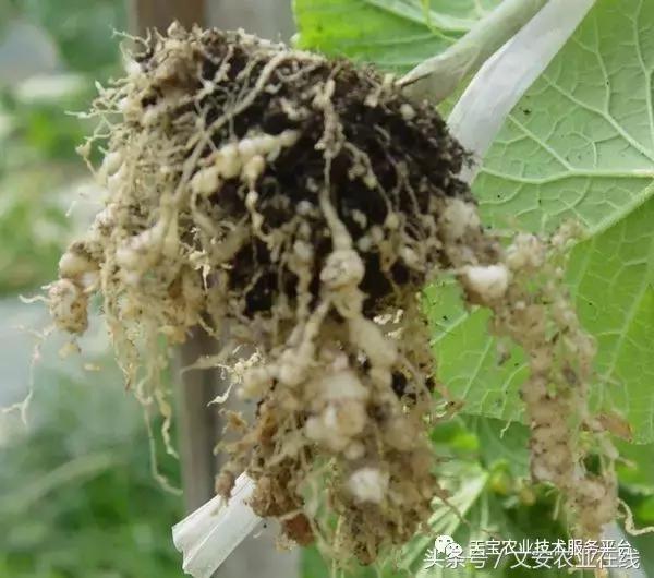 治根结线虫最好的菌剂,大姜根结线虫用什么药