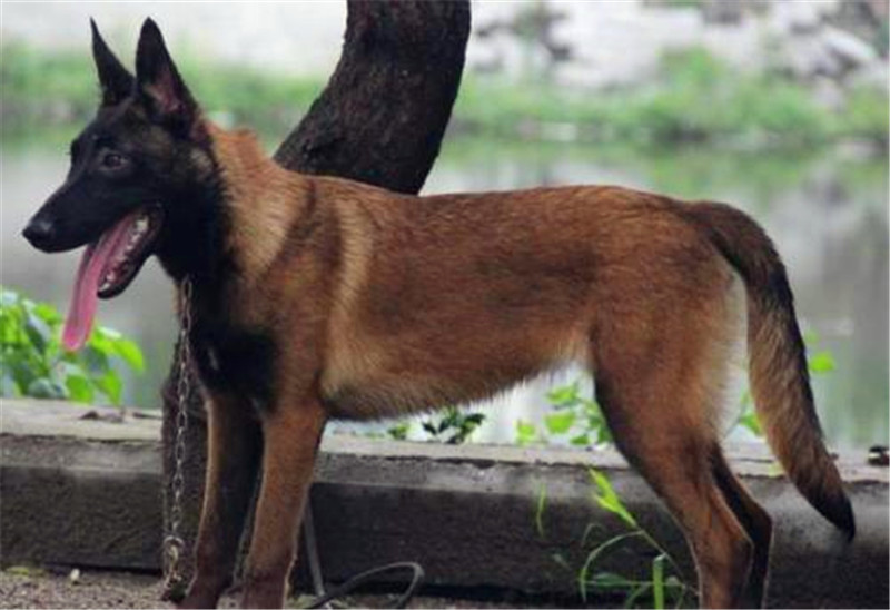 地位高性格强势的马犬怎么训练,警觉性的狗