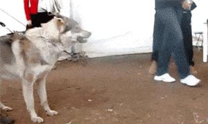 以前身上纹个蝎子怎么遮盖,去年一年胖了30斤