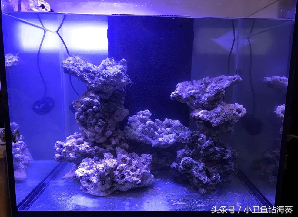 小丑海水开缸养水教程,海水裸缸怎么开缸