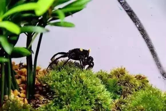 家装水景鱼缸造型全景,家居水景大号