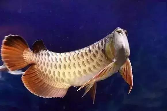 家装水景鱼缸造型全景,家居水景大号