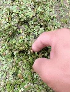 抓甲鱼视频100斤大甲鱼,甲鱼高手视频教程