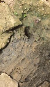 抓甲鱼视频100斤大甲鱼,甲鱼高手视频教程