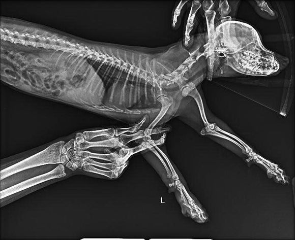 遛狗突然松开狗绳边牧把狗牵回来,遛狗遇到不牵绳的泰迪