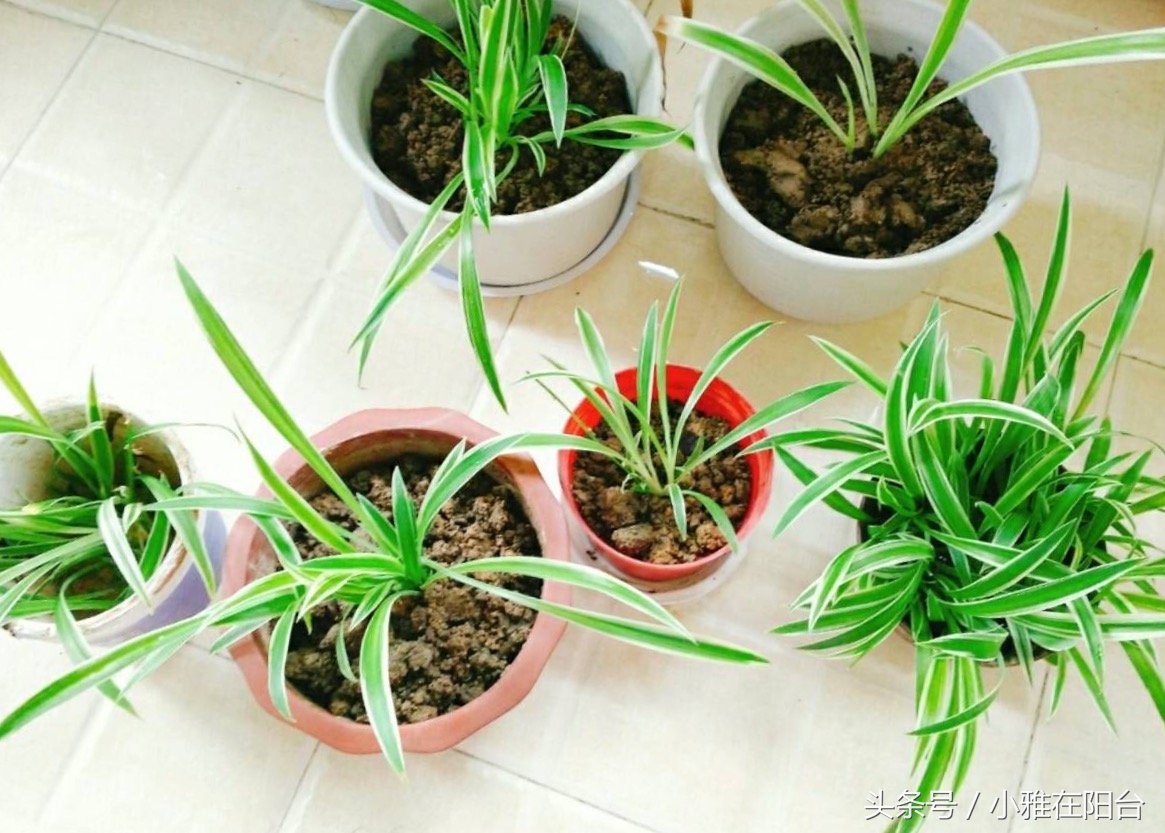 吊兰怎么养才能旺盛容易开花,室内养的吊兰有哪些品种及图片