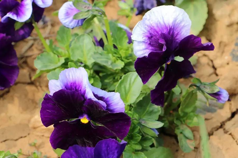 南京十大赏花胜地,南京玄武湖春季赏花攻略请收好