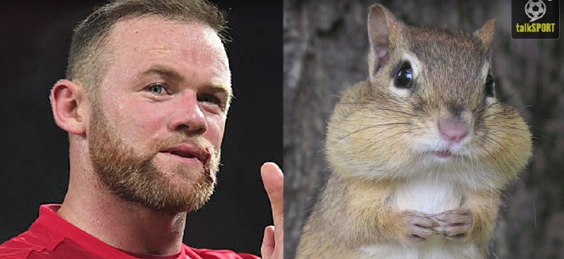 太像了！太像了！你喜欢的足球运动员像什么动物？