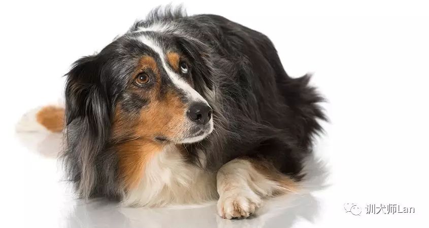 怎么训练不听话的狗狗,狗狗不听话怎么办小视频