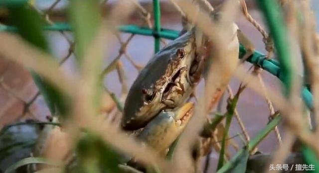 黄油蟹中极品黄膏香气诱人,黄油蟹中秋