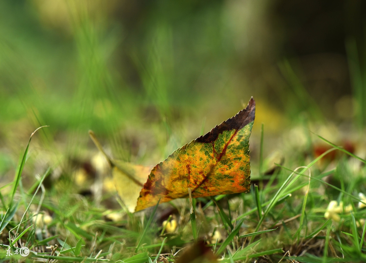 秋分问候祝福语微信,秋分早上好问候图文