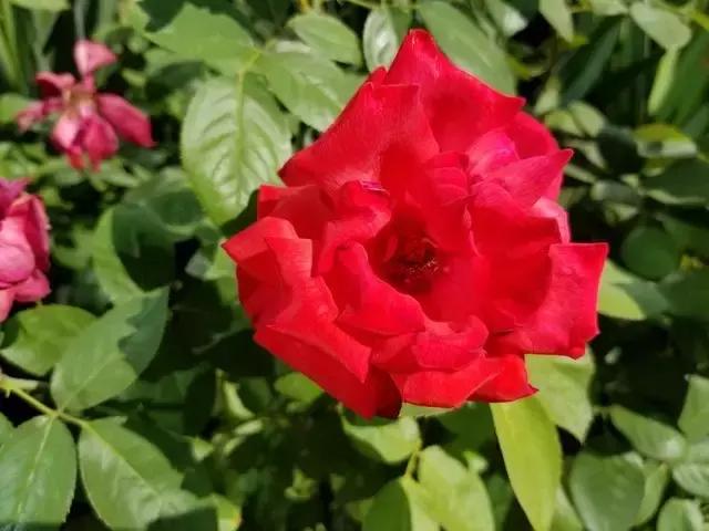 iPhone8全面评测，升级点有这几个此文章转自中关村在线