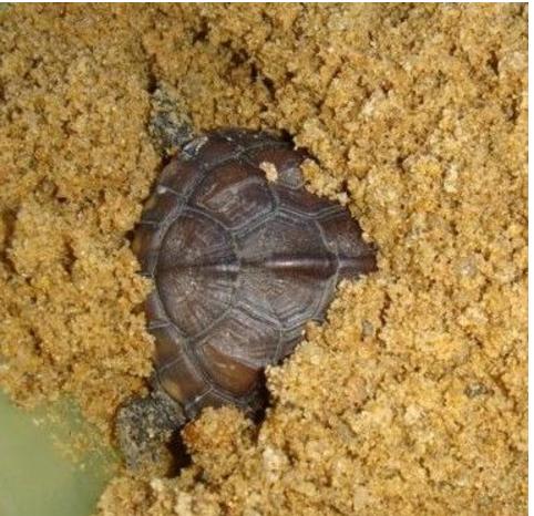 乌龟如何防止冬眠,如何让乌龟安全度过冬眠