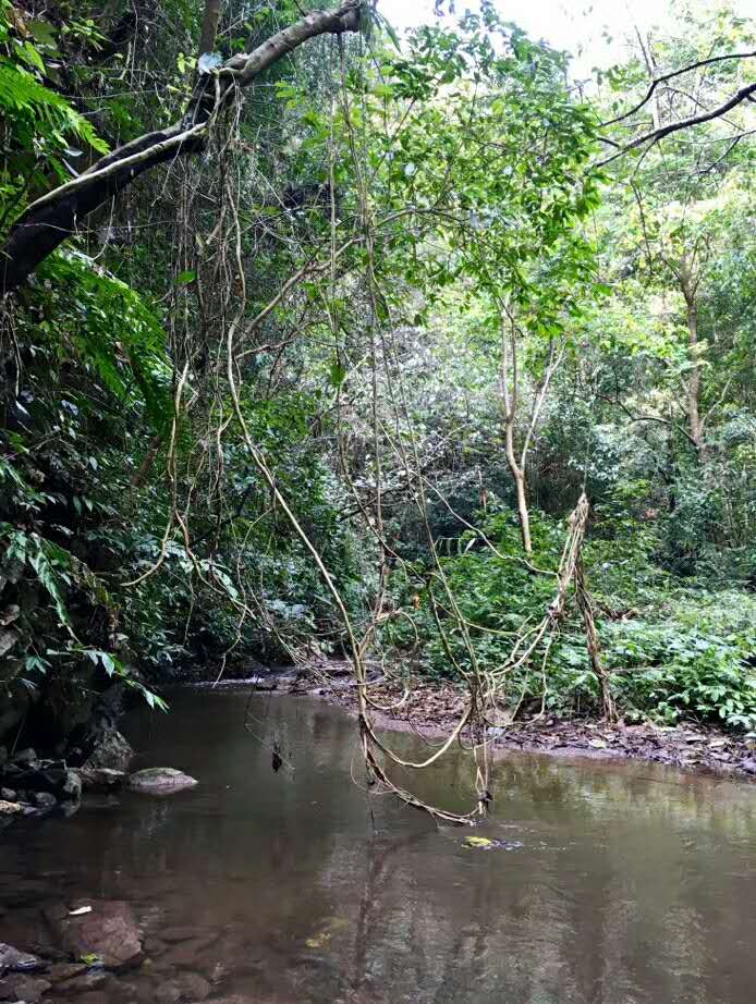 易武哪个山头普洱茶最好,普洱茶的易武正山是什么意思