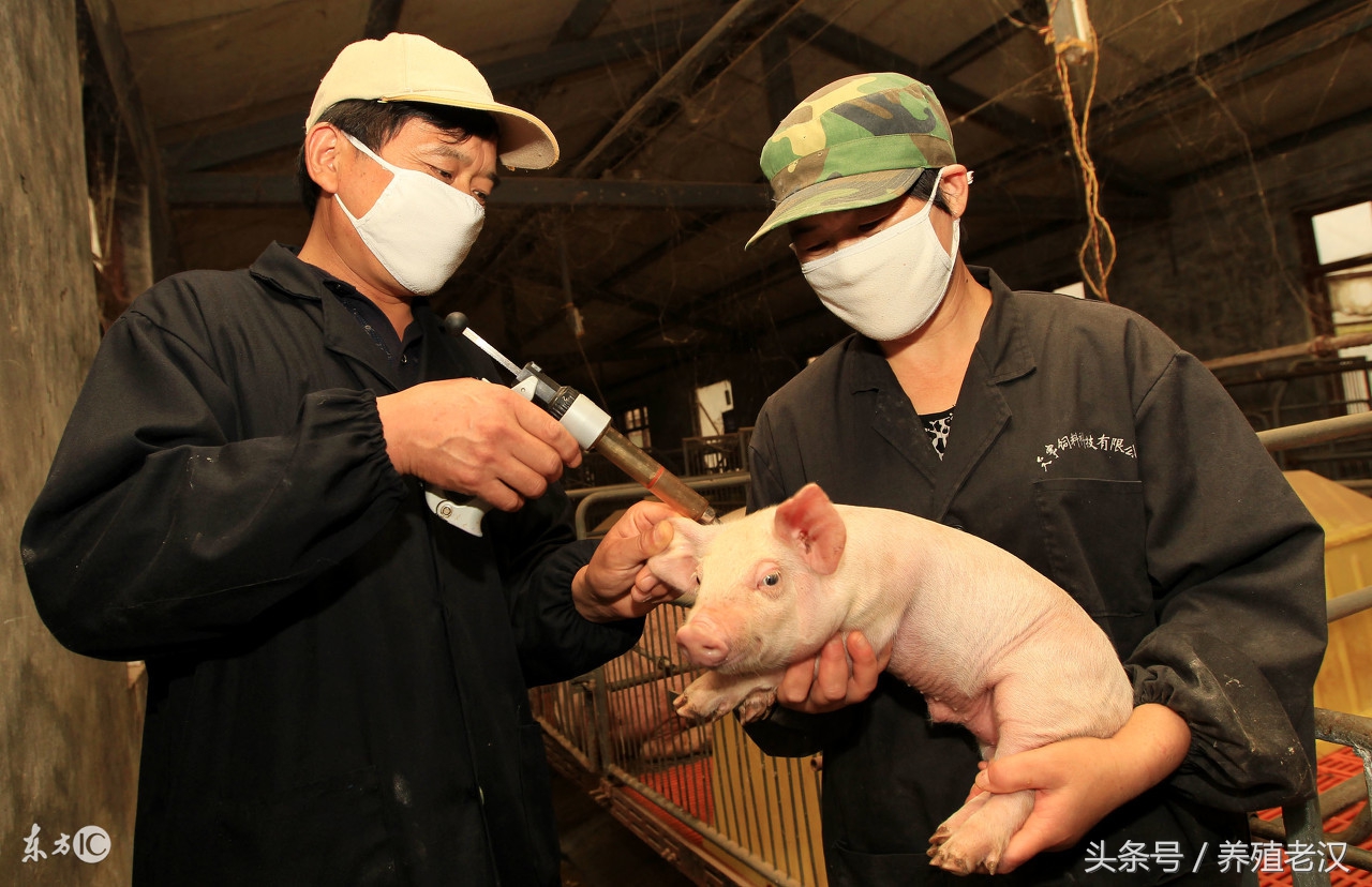 猪不吃食的原因和方法,猪38.5度不吃食是什么原因