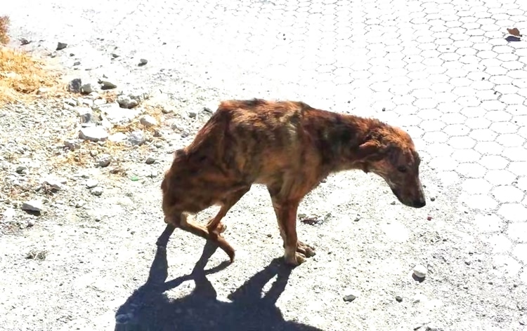 流浪狗长期遭人虐待,流浪狗惨遭虐待救助